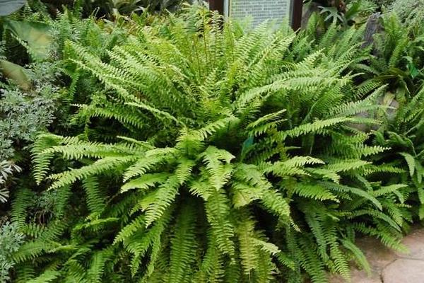 肾蕨种植方法,对温度要求较高