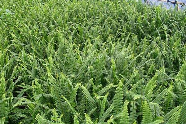 肾蕨种植方法,对温度要求较高
