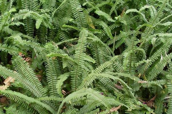 肾蕨种植方法,对温度要求较高