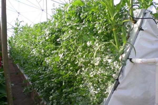 香菜无土栽培新技术,要控制好营养液浓度