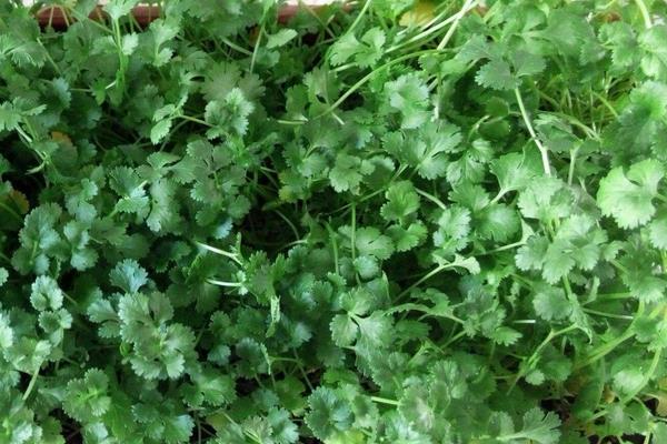 香菜无土栽培新技术,要控制好营养液浓度