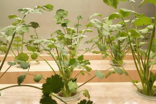 香菜无土栽培新技术,要控制好营养液浓度