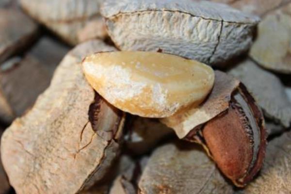 鲍鱼果种植技术,一般采用嫁接或种子繁殖