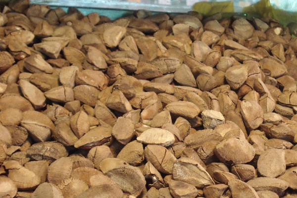 鲍鱼果种植技术,一般采用嫁接或种子繁殖