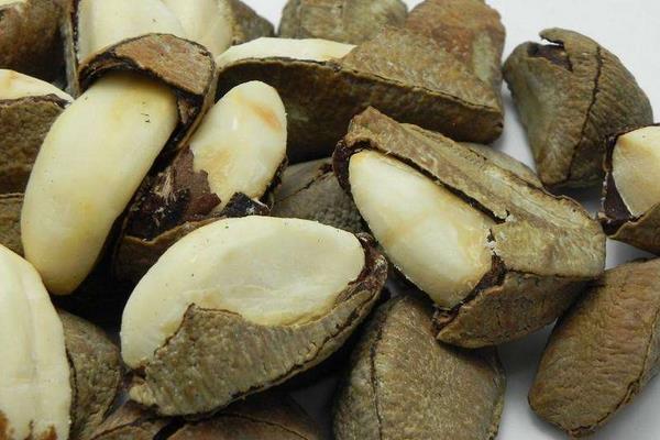 鲍鱼果种植技术,一般采用嫁接或种子繁殖