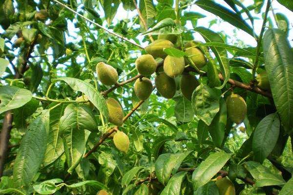 鲍鱼果种植技术,一般采用嫁接或种子繁殖