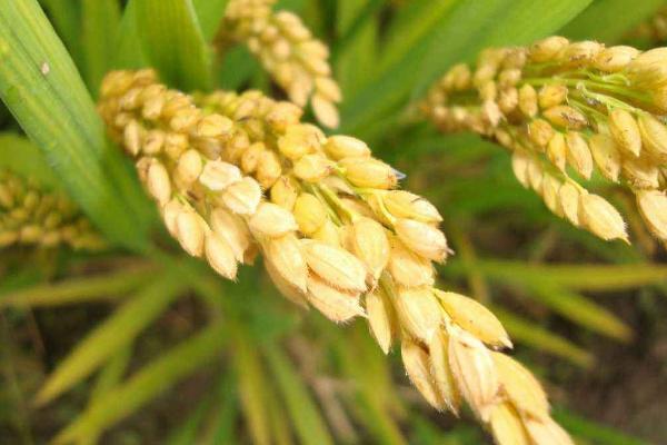 绥粳25水稻品种介绍