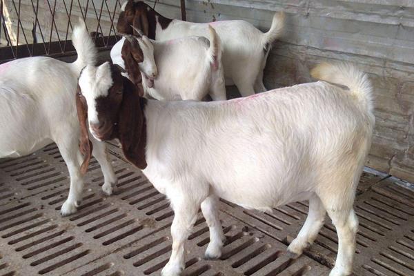 养肉羊的利润与成本，养殖技术及市场运营能力决定效益