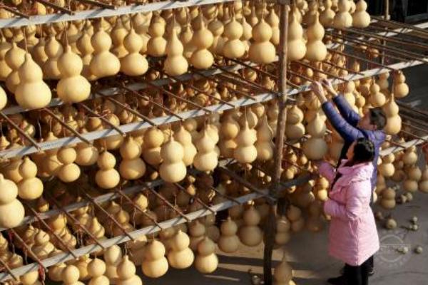 葫芦什么时候育苗?南方3月中旬,北方4月份