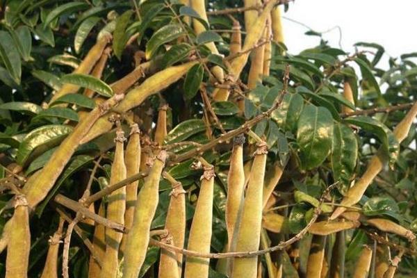 牛大力种植方法,选好品种春秋都可种