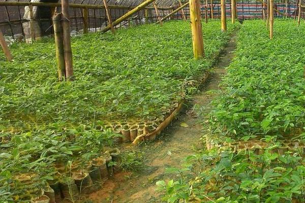 牛大力种植方法,选好品种春秋都可种