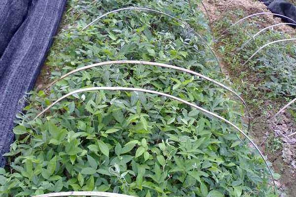 牛大力种植方法,选好品种春秋都可种