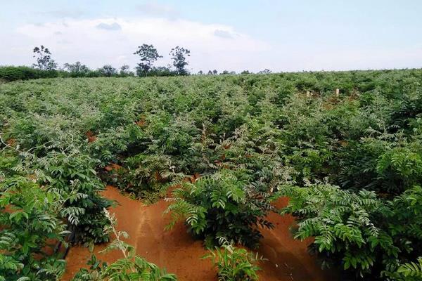 牛大力种植方法,选好品种春秋都可种