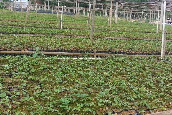 牛大力种植方法,选好品种春秋都可种