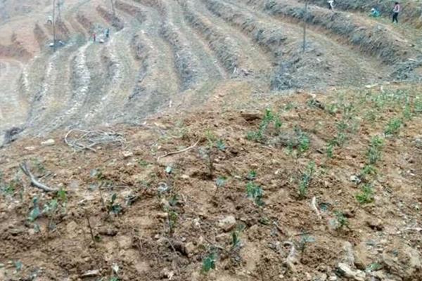 牛大力种植方法,选好品种春秋都可种