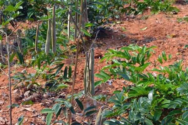 牛大力种植方法,选好品种春秋都可种