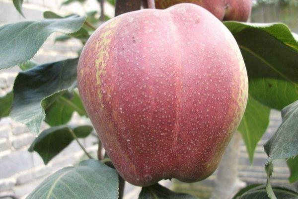 复合肥地下肥效期多长