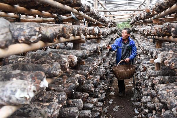 香菇最新科学种植技术,各环节均有,超详细