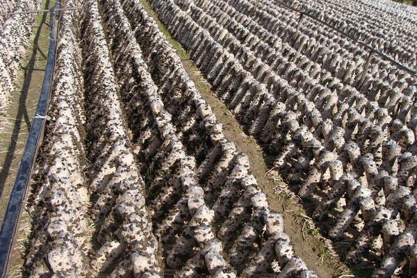 香菇最新科学种植技术,各环节均有,超详细