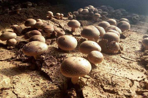 香菇最新科学种植技术,各环节均有,超详细