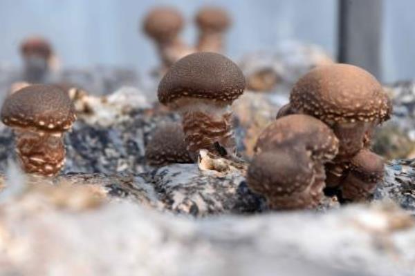 香菇最新科学种植技术,各环节均有,超详细