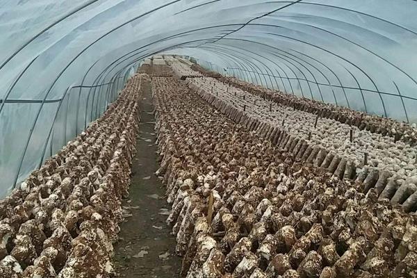 香菇最新科学种植技术,各环节均有,超详细