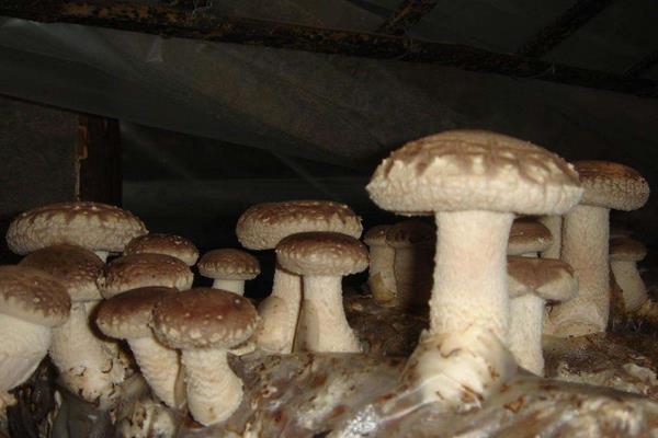 香菇最新科学种植技术,各环节均有,超详细