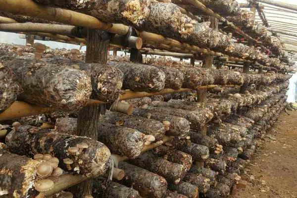 香菇最新科学种植技术,各环节均有,超详细