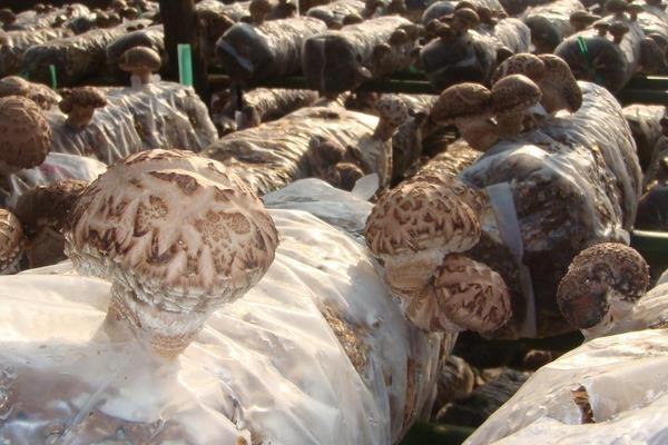 香菇最新科学种植技术,各环节均有,超详细