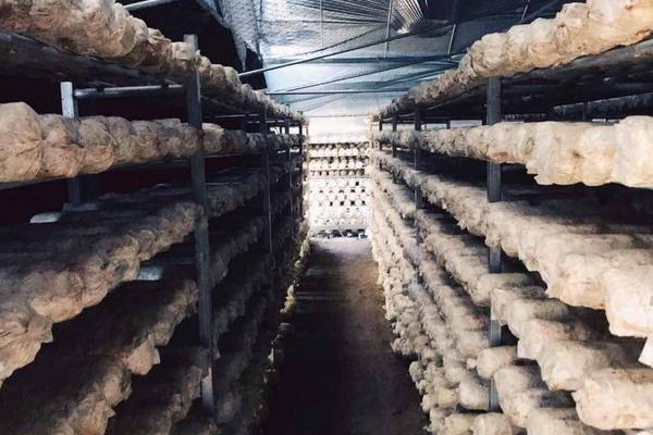 香菇最新科学种植技术,各环节均有,超详细