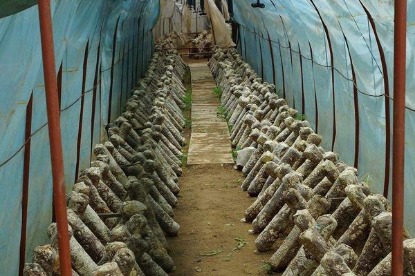 香菇最新科学种植技术,各环节均有,超详细