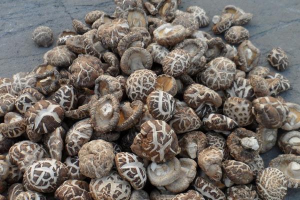 香菇最新科学种植技术,各环节均有,超详细