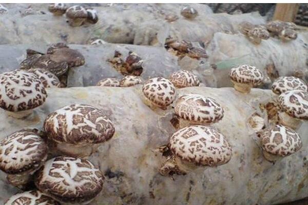 香菇最新科学种植技术,各环节均有,超详细超全面