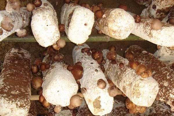 香菇最新科学种植技术,各环节均有,超详细超全面