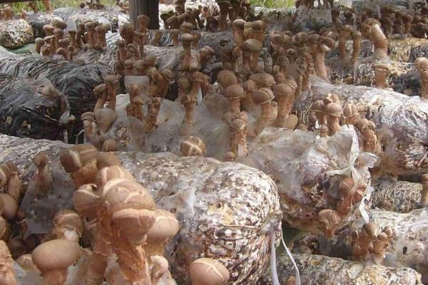 香菇最新科学种植技术,各环节均有,超详细超全面