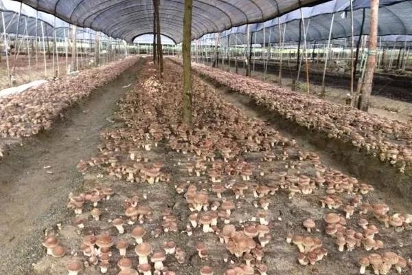 香菇最新科学种植技术,各环节均有,超详细超全面