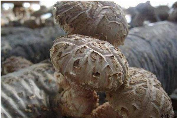 香菇最新科学种植技术,各环节均有,超详细超全面