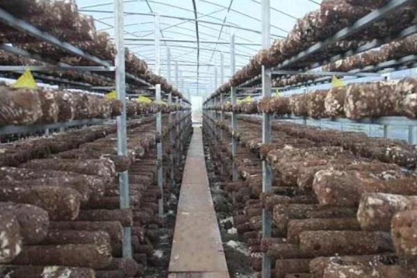 香菇最新科学种植技术,各环节均有,超详细超全面