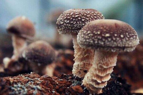 香菇最新科学种植技术,各环节均有,超详细超全面