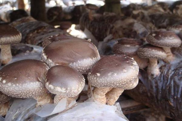 香菇最新科学种植技术,各环节均有,超详细超全面