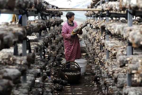 香菇最新科学种植技术,各环节均有,超详细超全面