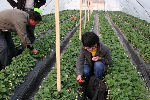 大棚草莓施肥诀窍