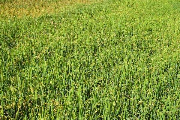 垦稻31水稻品种介绍