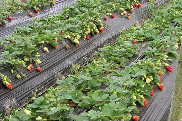 大棚草莓施肥诀窍