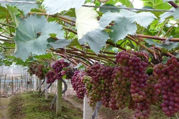 葡萄萌芽期施什么肥