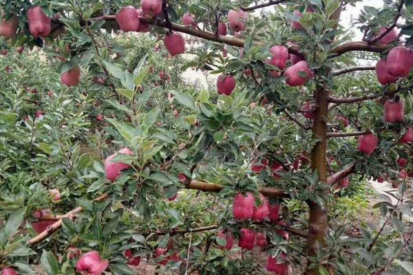 硝酸磷钾肥如何使用