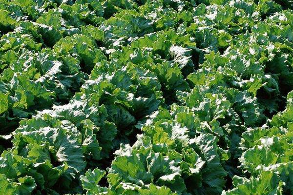 尿甲醛复合肥有何好处