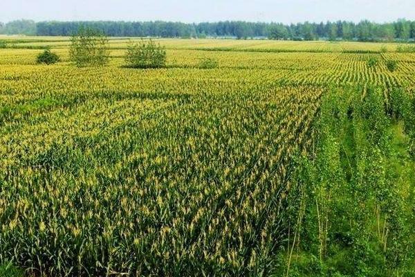 尿甲醛复合肥有何好处