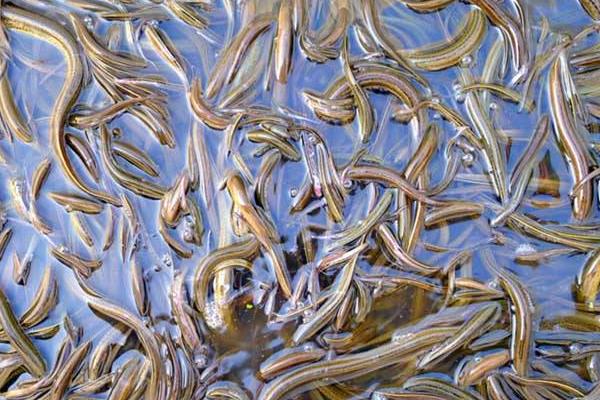 黄鳝养殖成本,鳝苗和饵料开支最大