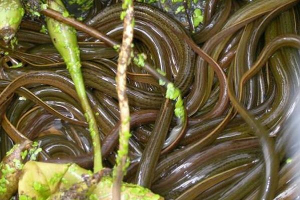 黄鳝养殖成本,鳝苗和饵料开支最大